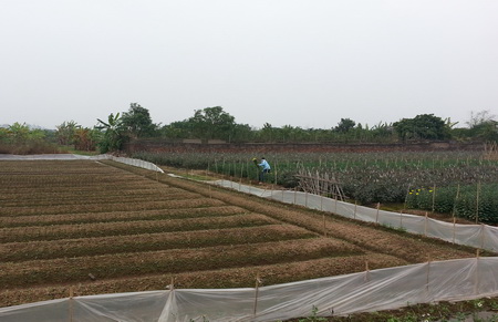 Làng hoa, làng đào Hà Nội vui Tết ảnh 9
